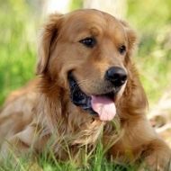 A brown dog is laying in the grass with its tongue hanging out.
