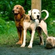 Two dogs and a puppy are standing next to each other on the side of the road.