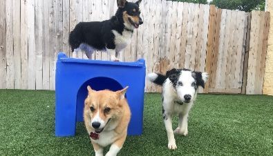 Three dogs are standing next to each other in a yard.
