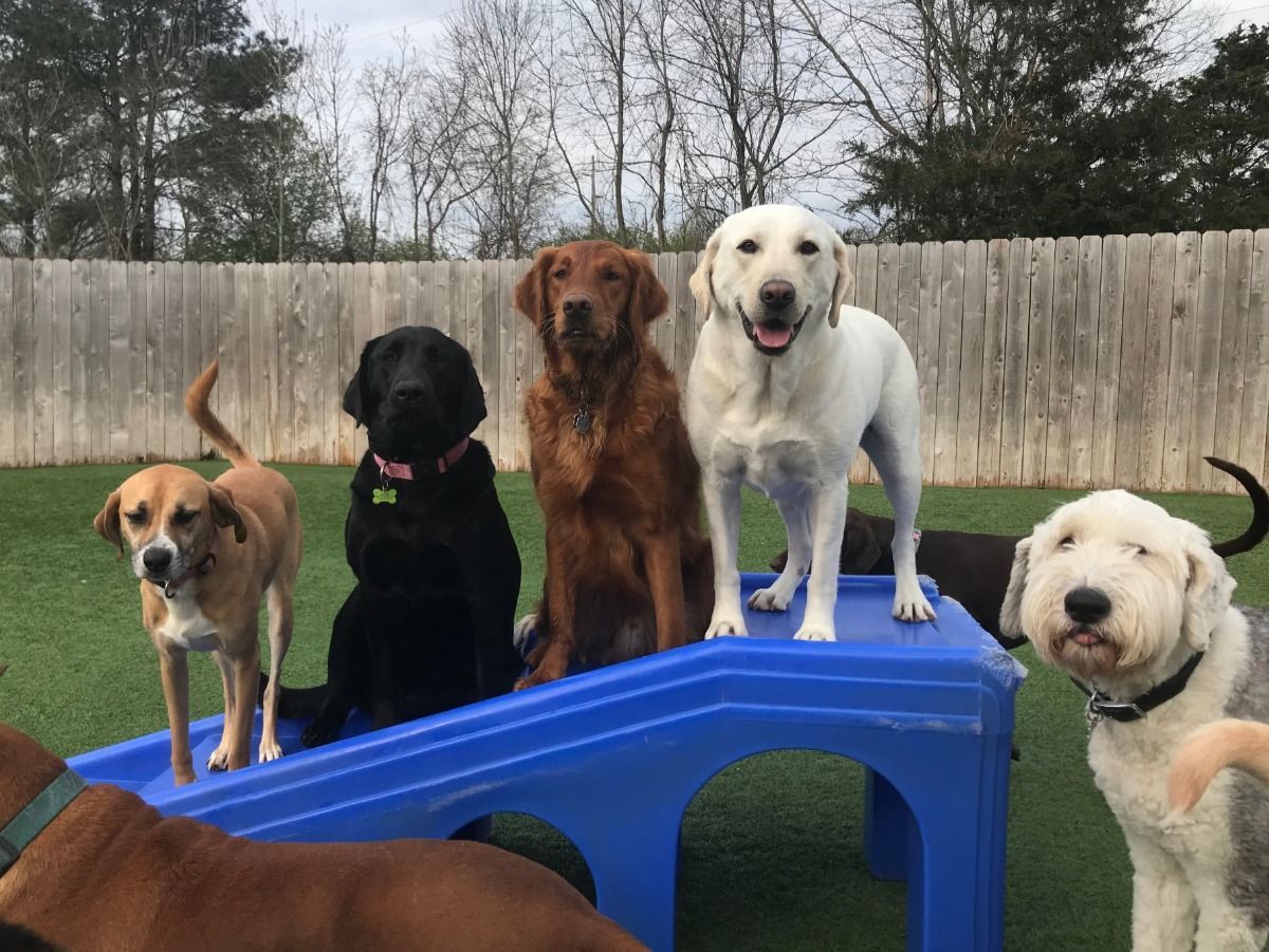 A group of dogs are sitting on top of a blue table.