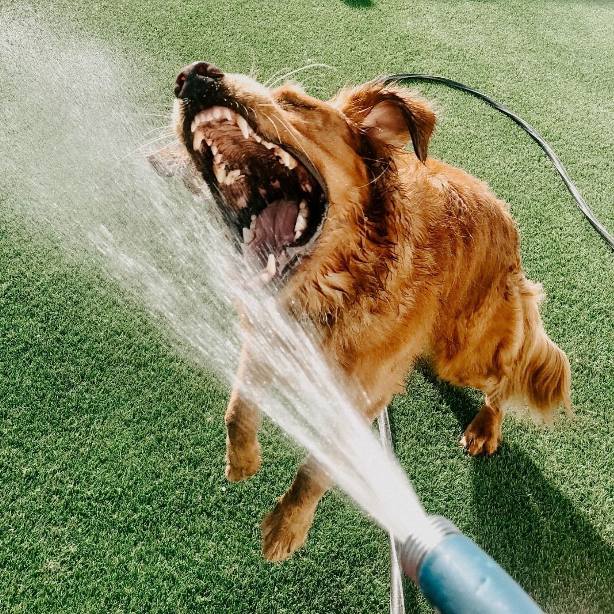 A dog is spraying water from a hose with its mouth open.