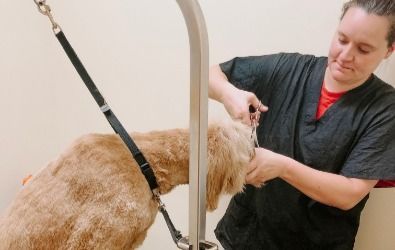 A woman is grooming a dog with scissors.