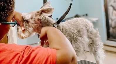 A woman is grooming a small dog in a room.