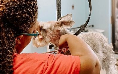 A woman is grooming a small dog with scissors.