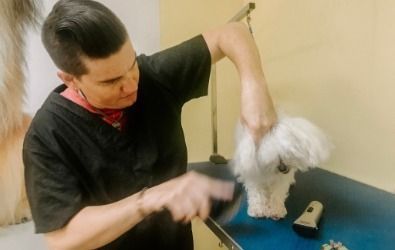 A man is grooming a small white dog on a table.