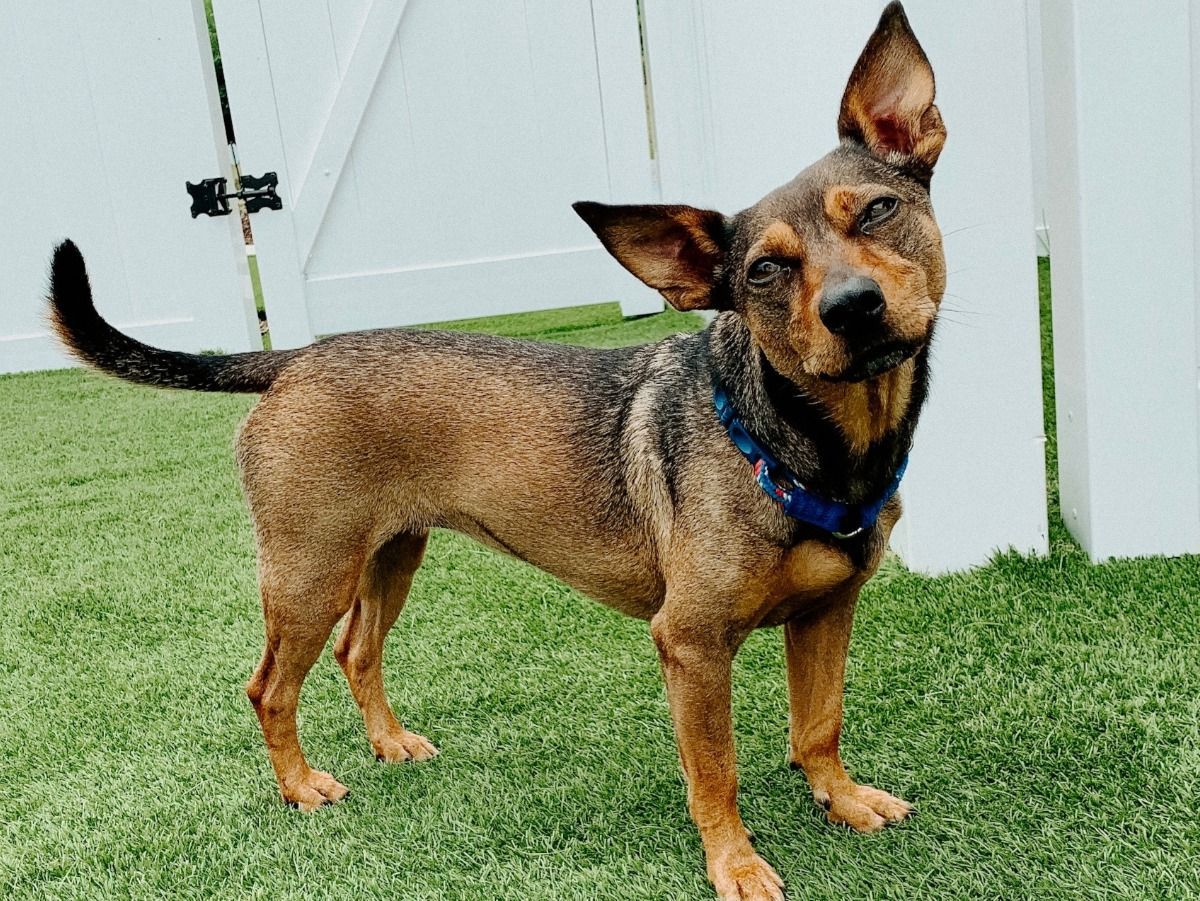 A small brown dog is standing on a lush green field in front of a white fence.