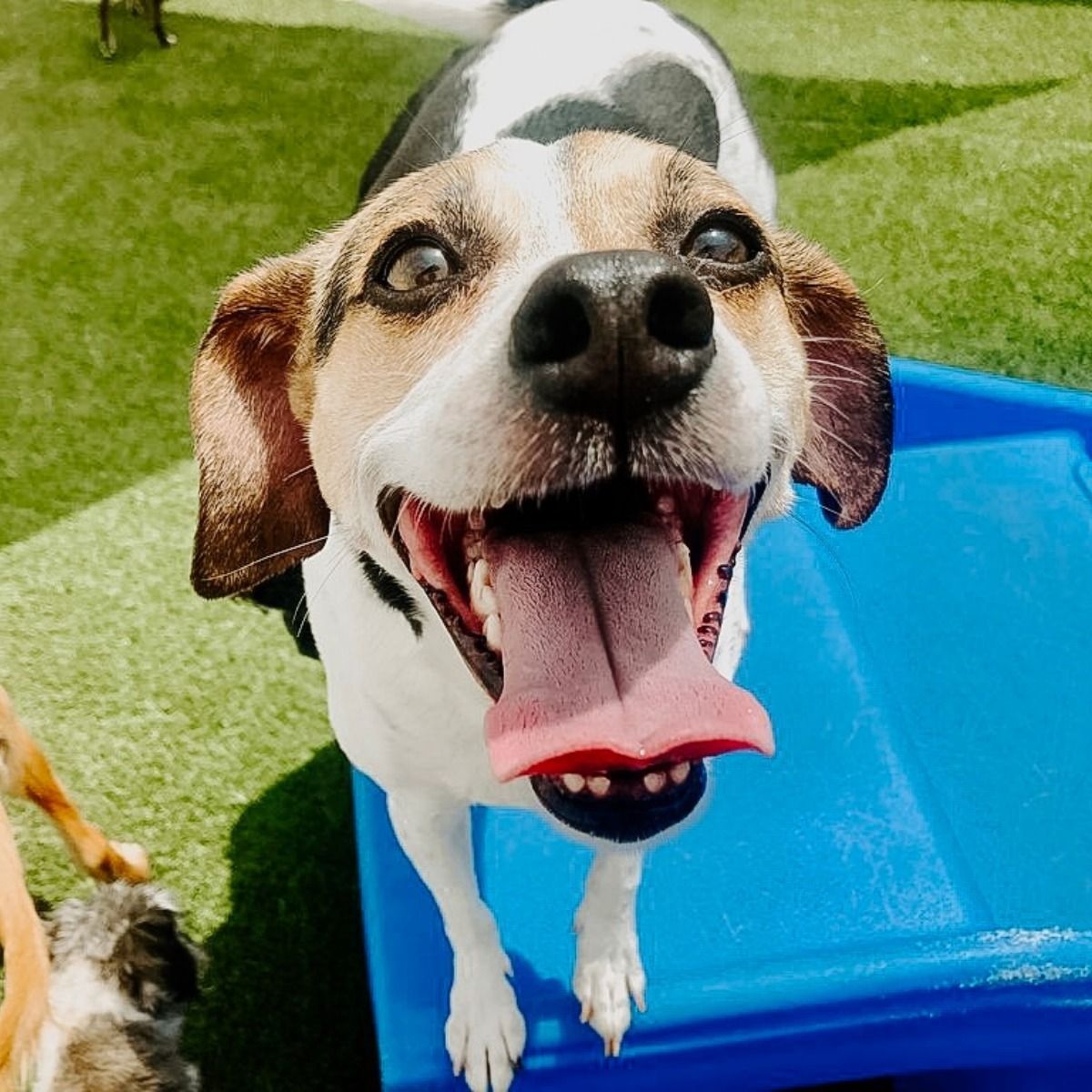A brown and white dog with its tongue hanging out