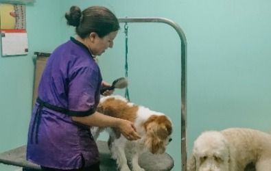 A woman is grooming two dogs in a room.