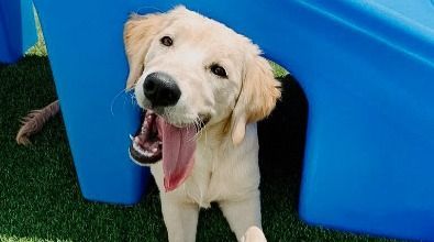 A puppy is sticking its tongue out of a blue box.