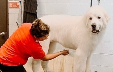 A woman is grooming a white dog in a bathroom.