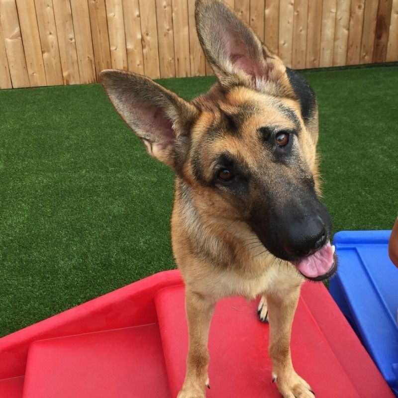 A german shepherd standing on a red staircase with its tongue out