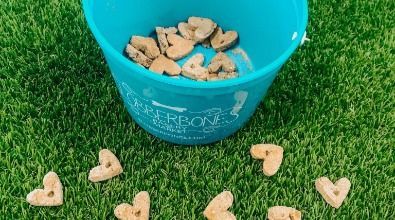 A blue bucket filled with dog treats is sitting on top of a lush green field.