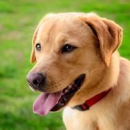 A close up of a dog with its tongue hanging out.