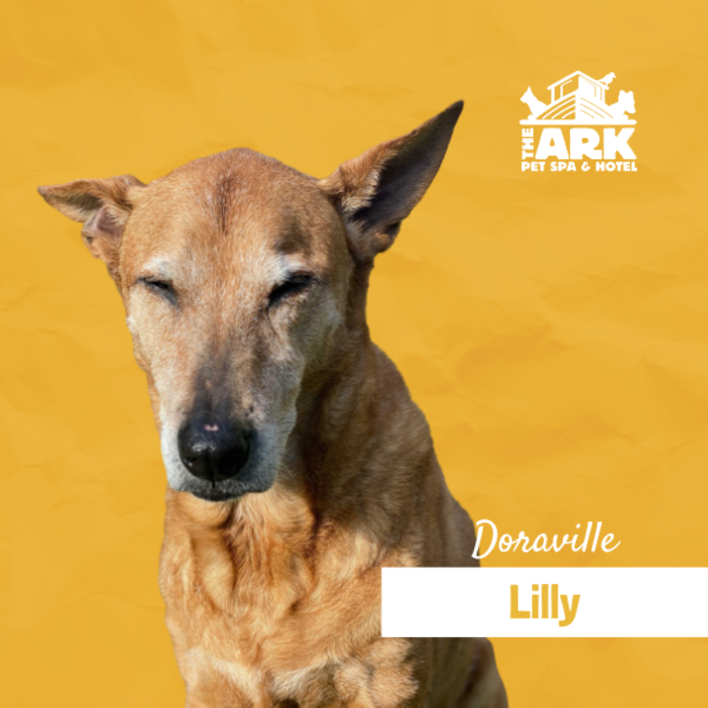 A dog named lilly is sitting on a yellow background