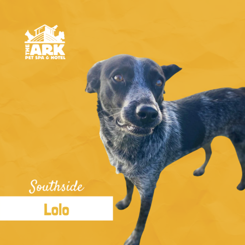 A picture of a dog with the name lola on it