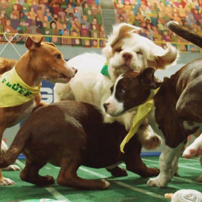 A group of dogs with one wearing a yellow bandana that says fluff