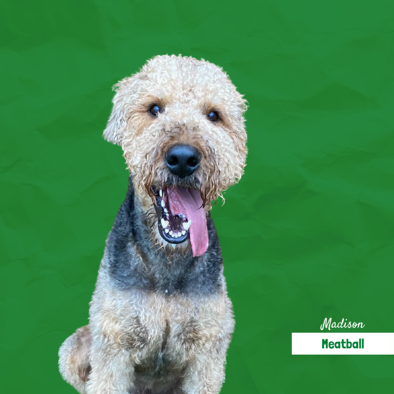 A dog named madison is sitting on a green background