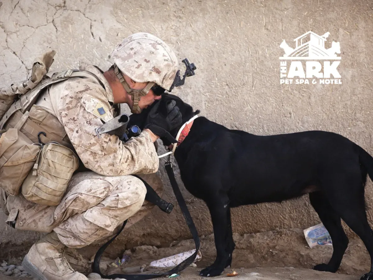 A soldier kneeling down with a black dog in front of a sign that says ark