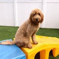 A brown dog is sitting on top of a yellow and blue toy.