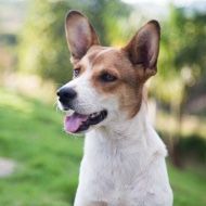 A brown and white dog is sitting in the grass with its tongue hanging out.