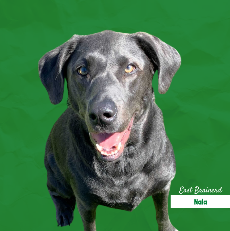 A black dog is standing on a green background and smiling.