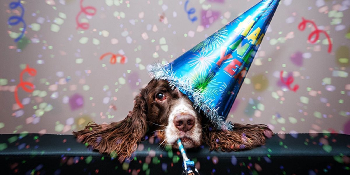 A brown and white dog wearing a blue party hat with a straw in its mouth.