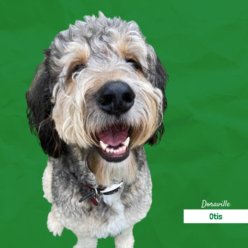 A small dog is sitting on a green background and smiling.
