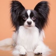 A black and white dog is laying down on a table and looking at the camera.