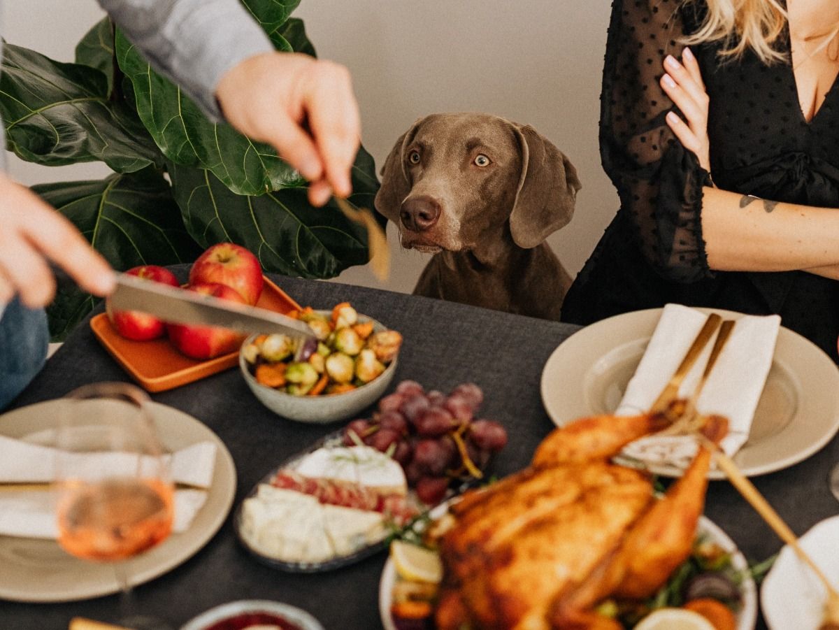 A dog is sitting at a table looking at a person cutting a turkey.