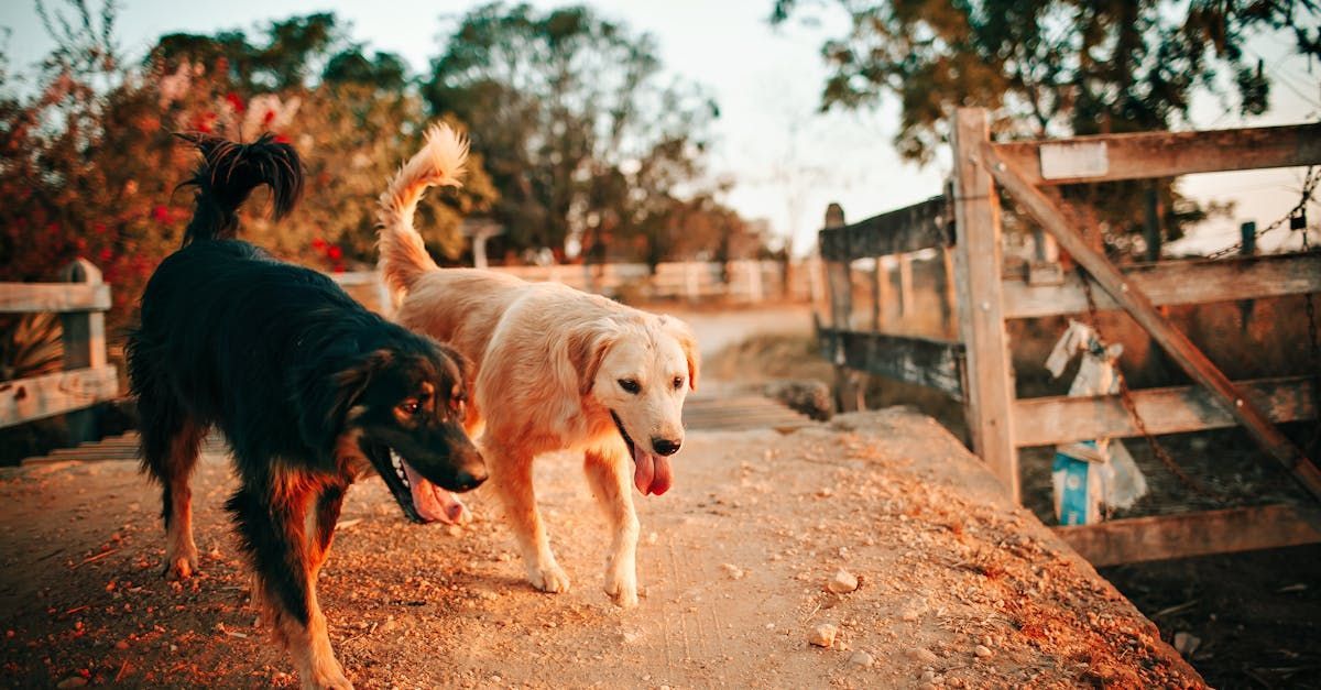 Two dogs are standing next to each other on a dirt road.