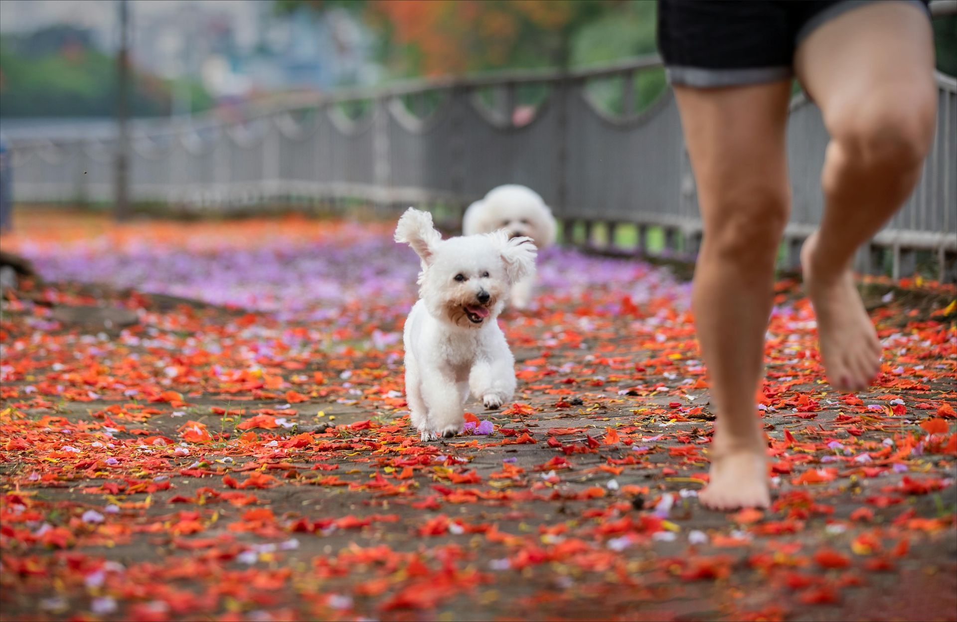 A small white dog is running next to a woman.