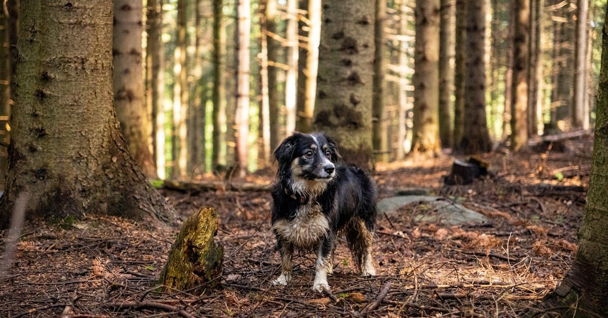 A dog is standing in the middle of a forest.