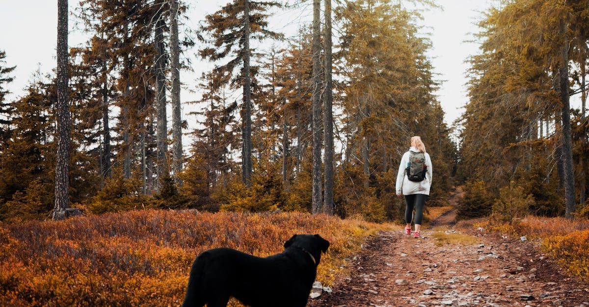 A person is walking a dog on a path in the woods.
