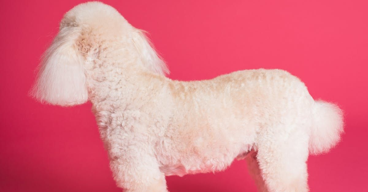 A white poodle is standing on a pink background.