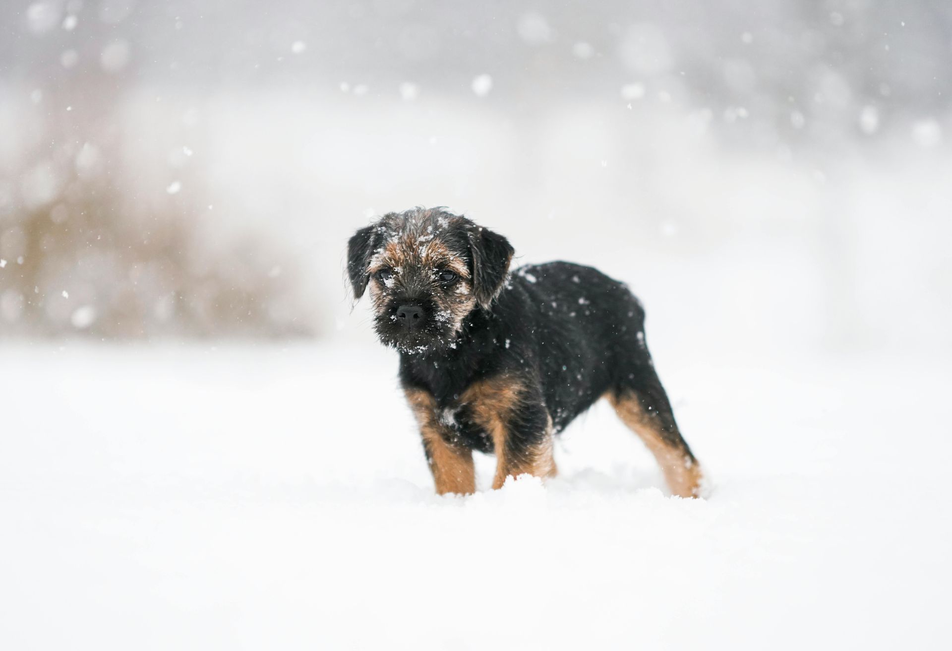 A small puppy is standing in the snow.
