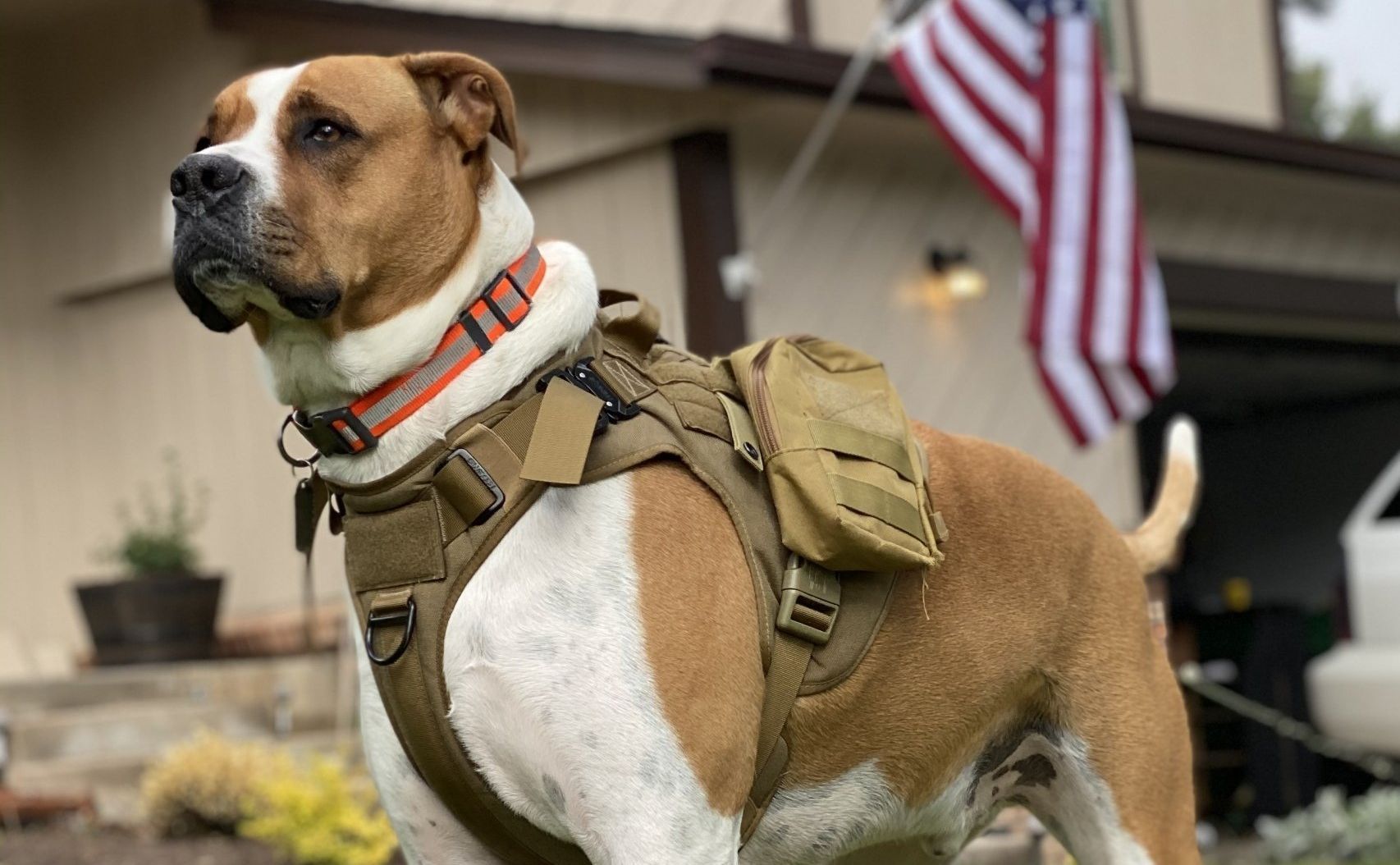 A brown and white dog wearing a backpack is standing in front of a house.