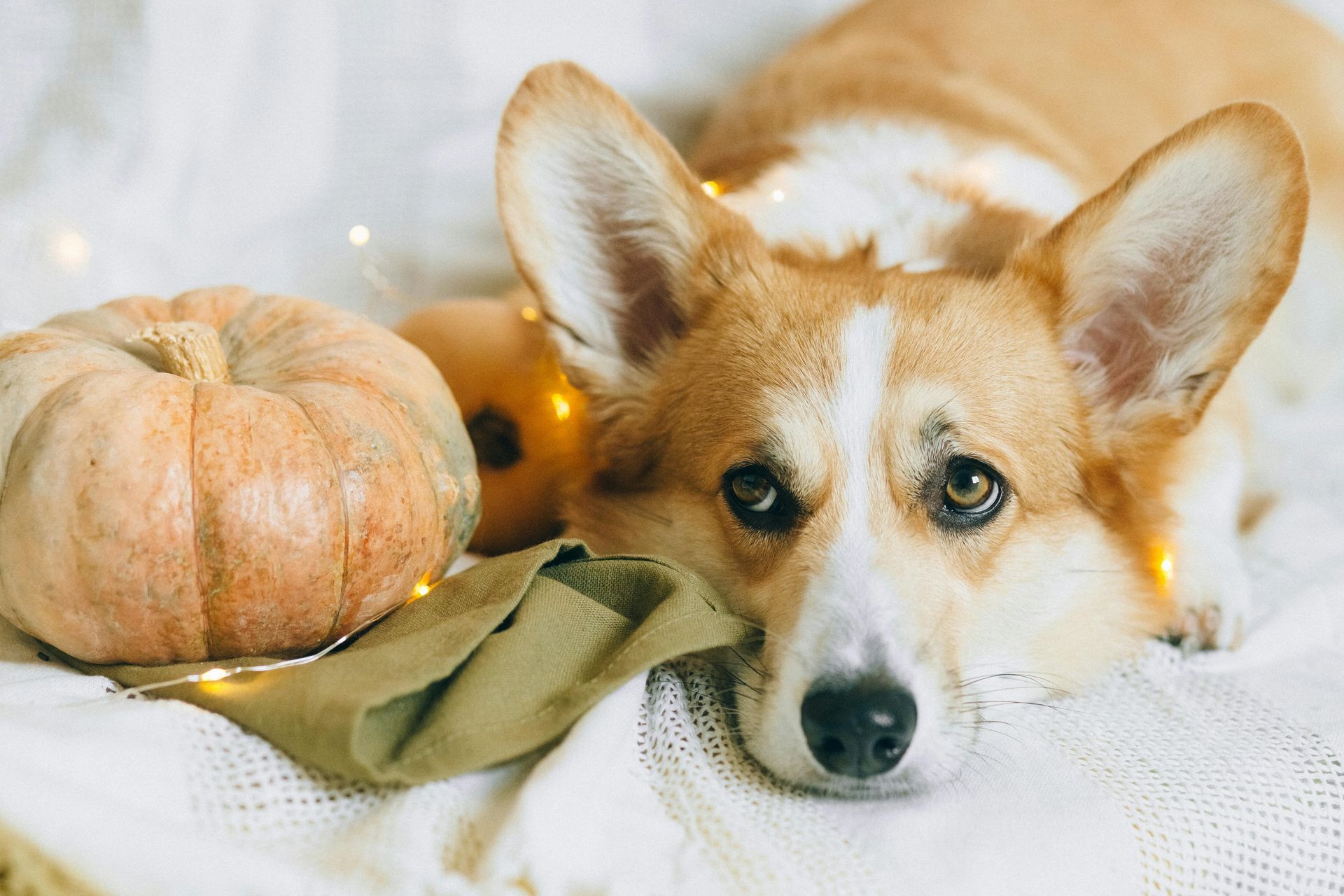 A corgi dog is laying on a blanket next to a pumpkin.
