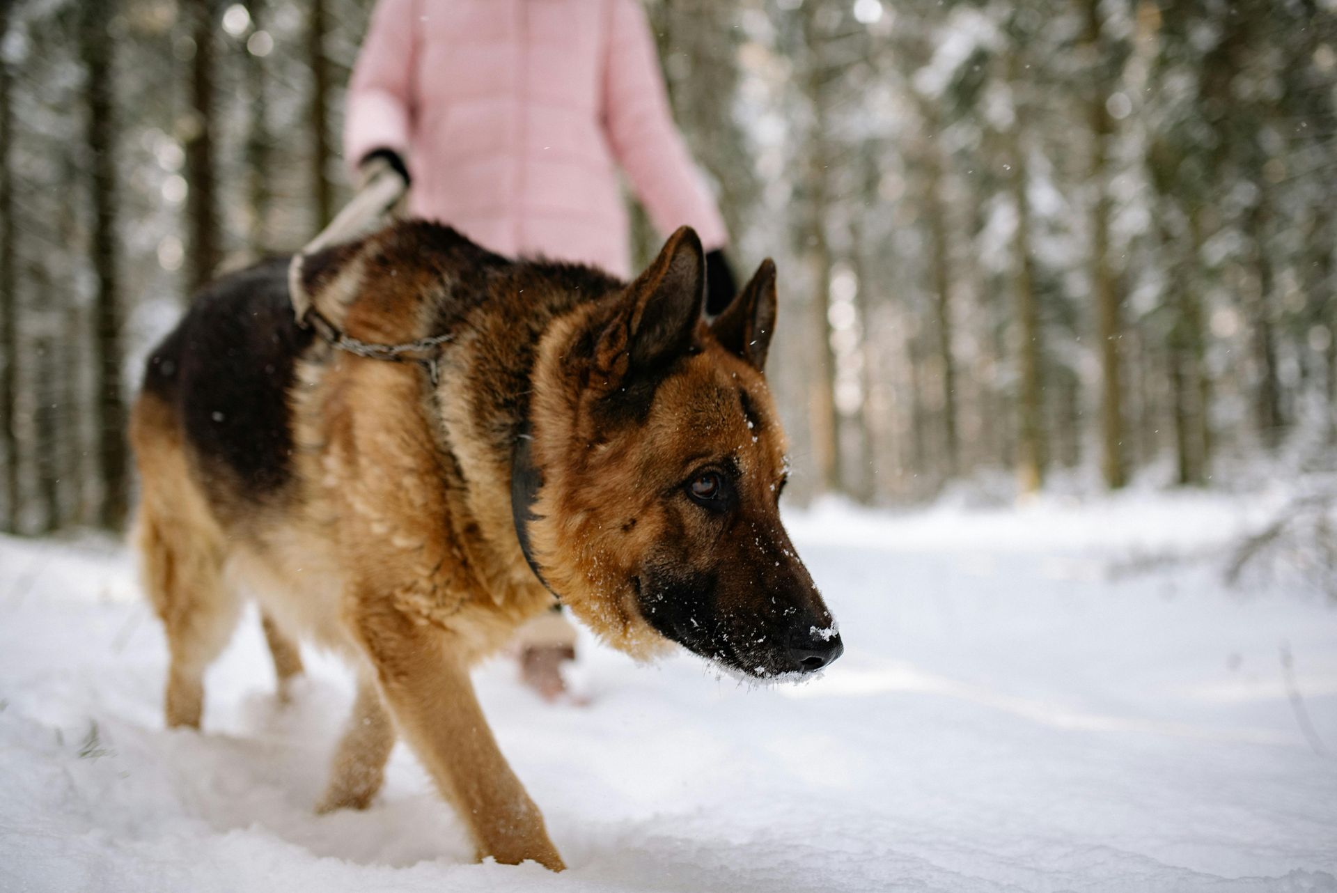 A woman is walking a german shepherd dog in the snow.