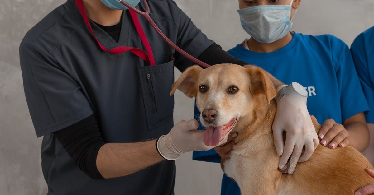 A veterinarian is examining a dog with a stethoscope.