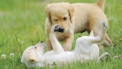 Two puppies are playing in the grass.