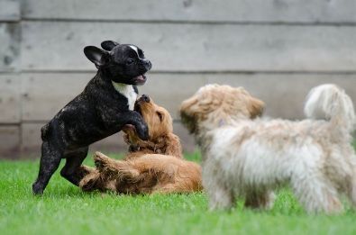 A group of puppies are playing in the grass.