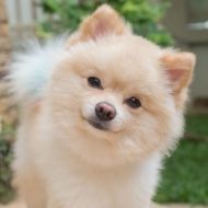 A close up of a pomeranian dog looking at the camera.