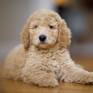A small poodle puppy is laying on a wooden floor.