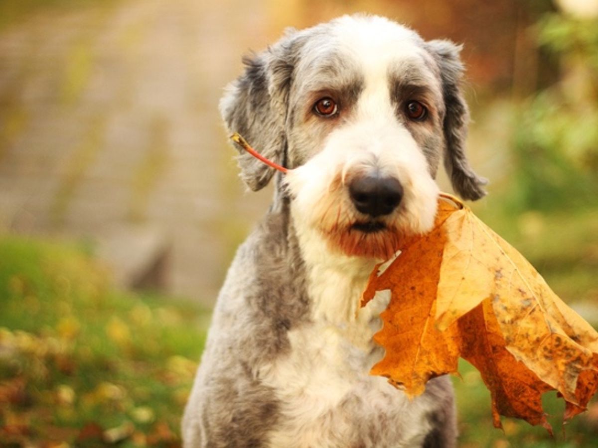 A dog is holding a leaf in its mouth.