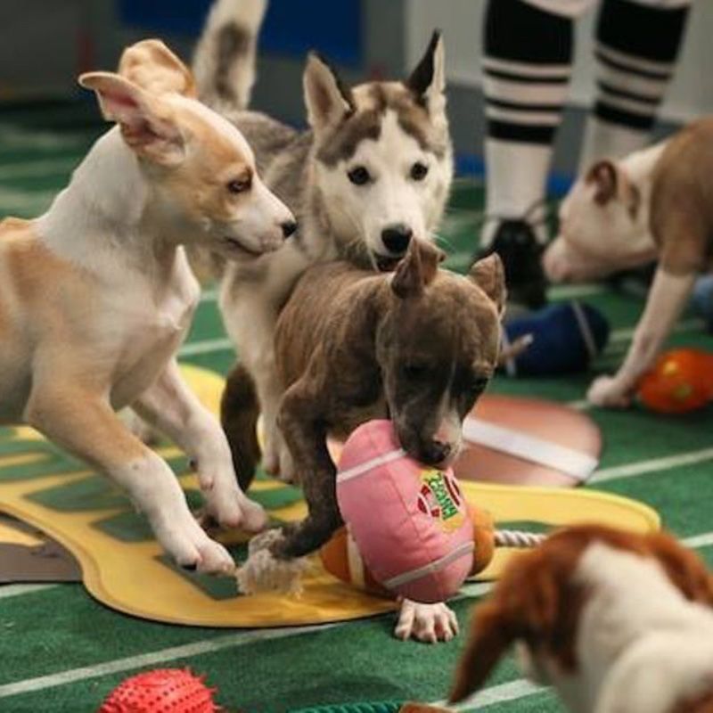 A group of dogs are playing with toys on a football field