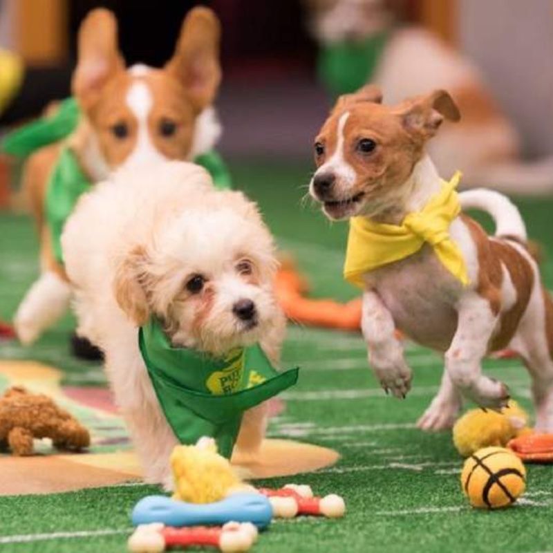 Two dogs wearing bandanas are running on a field