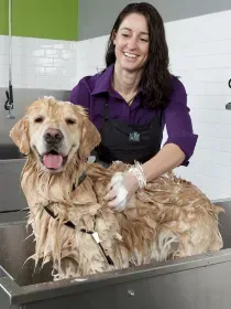 A woman is washing a dog in a sink.