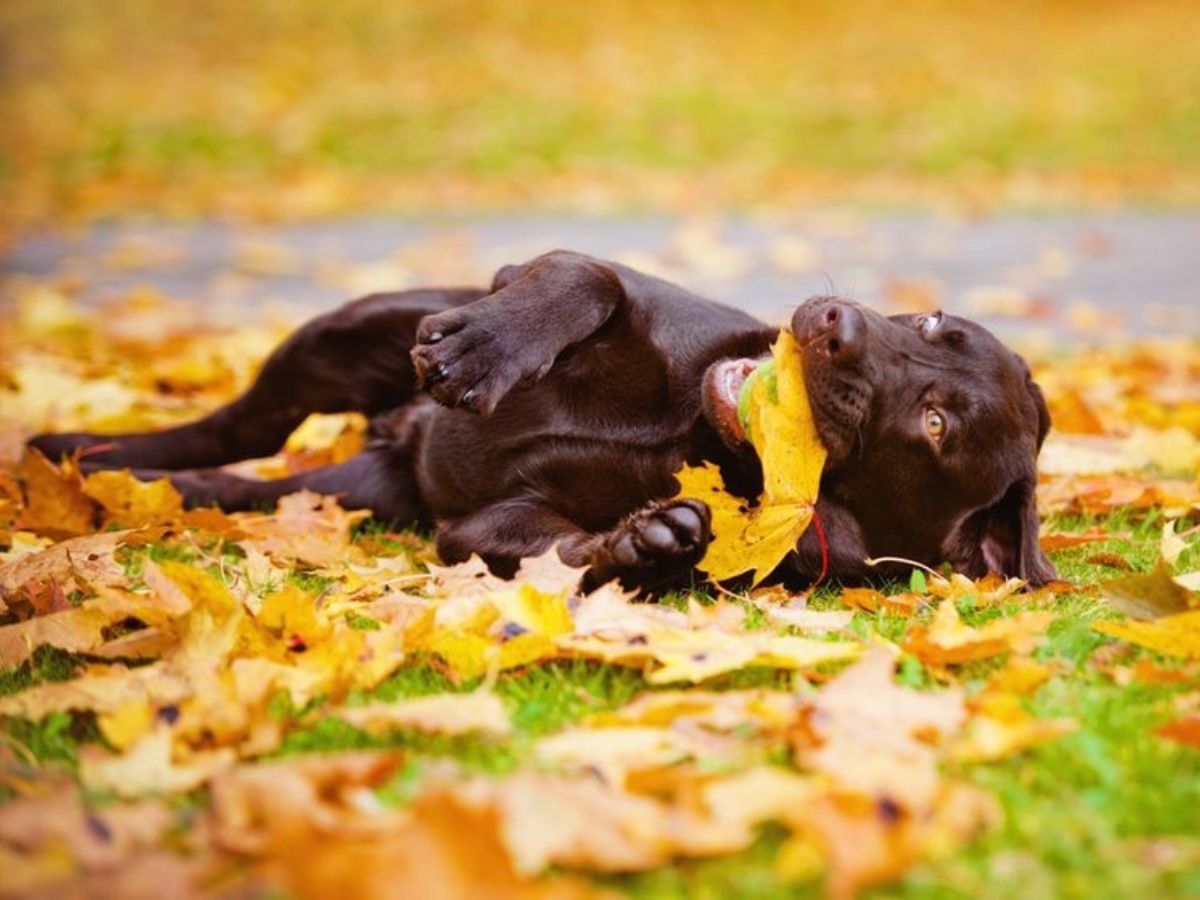 A brown dog is laying on its back in a pile of leaves.