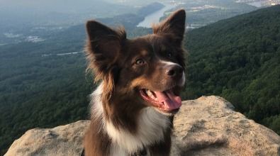 A brown and white dog is sitting on top of a rock.