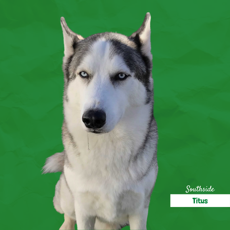 A husky dog with blue eyes is sitting on a green background.